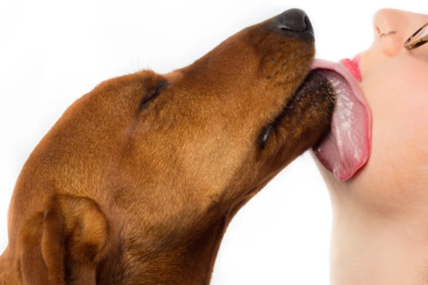 why-do-dachshunds-lick-so-much
