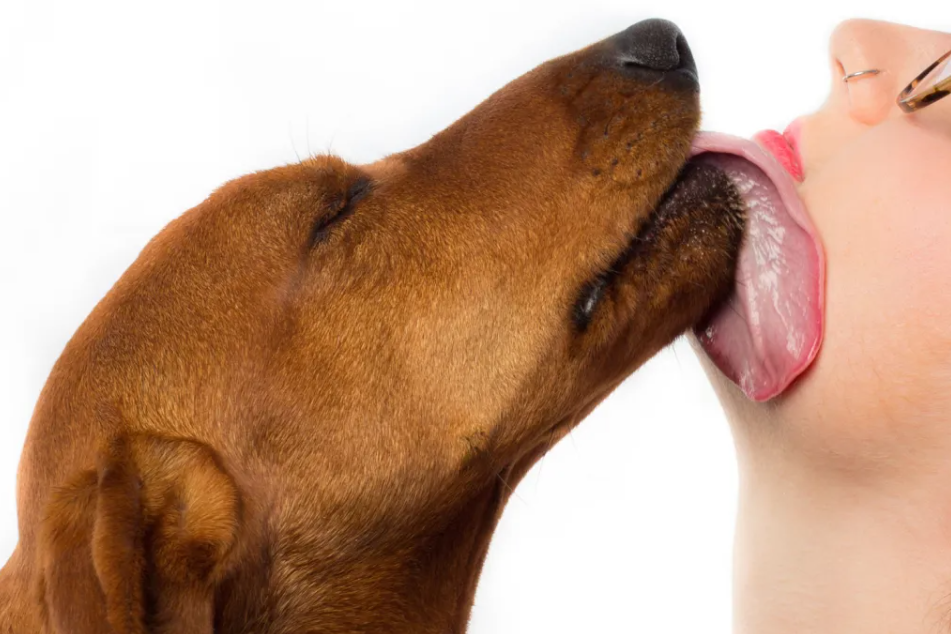 why-do-dachshunds-lick-so-much