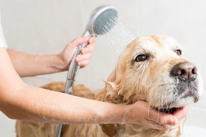 DIY Dog Grooming Secrets