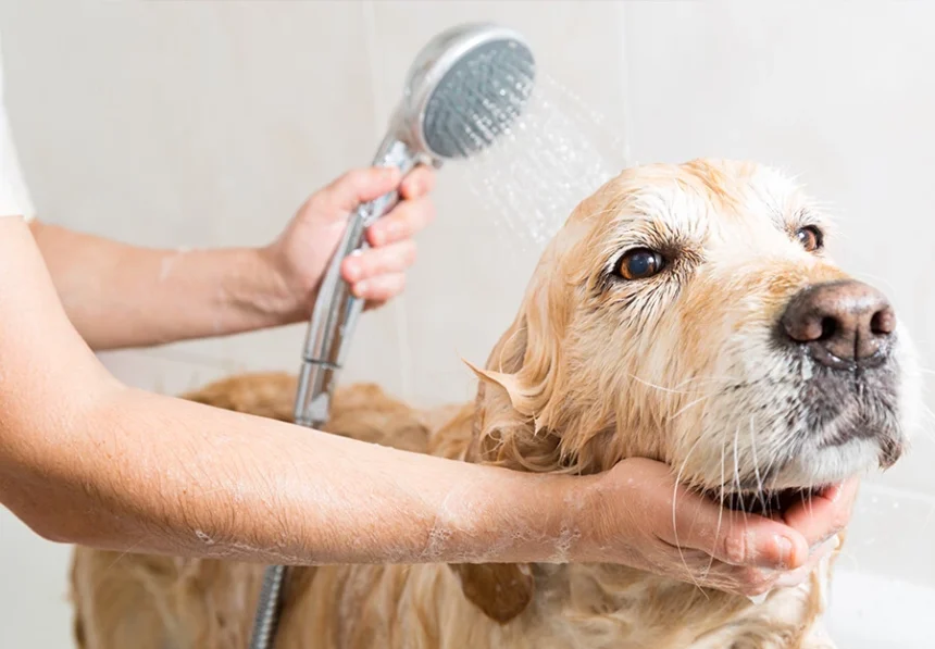 DIY Dog Grooming Secrets