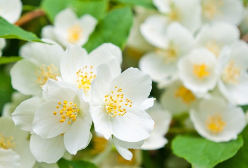 Fragrant Spring Flowers