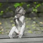 albino-monkey.net travel archives