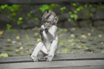 albino-monkey.net travel archives