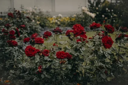 san jose municipal rose garden