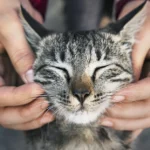 Grooming