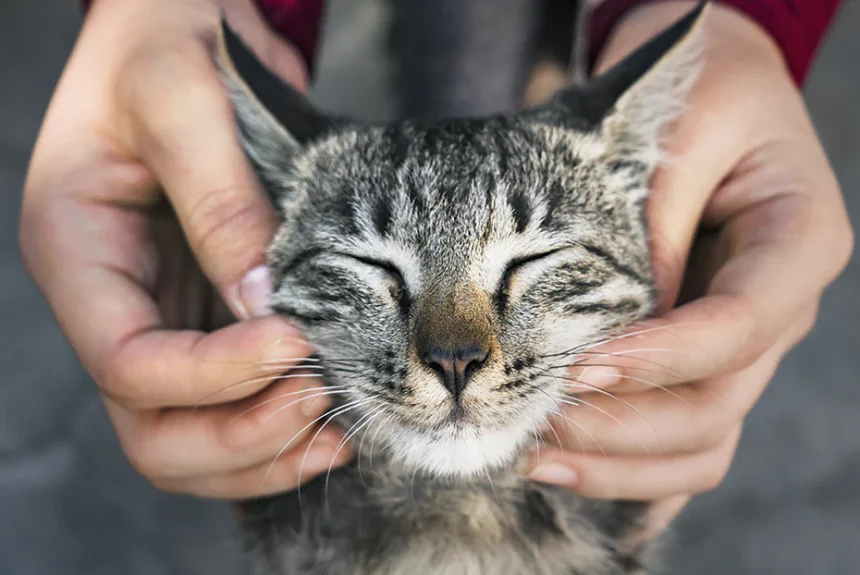 Grooming